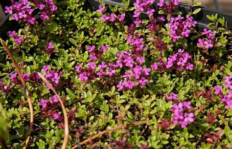 red creeping thyme houston